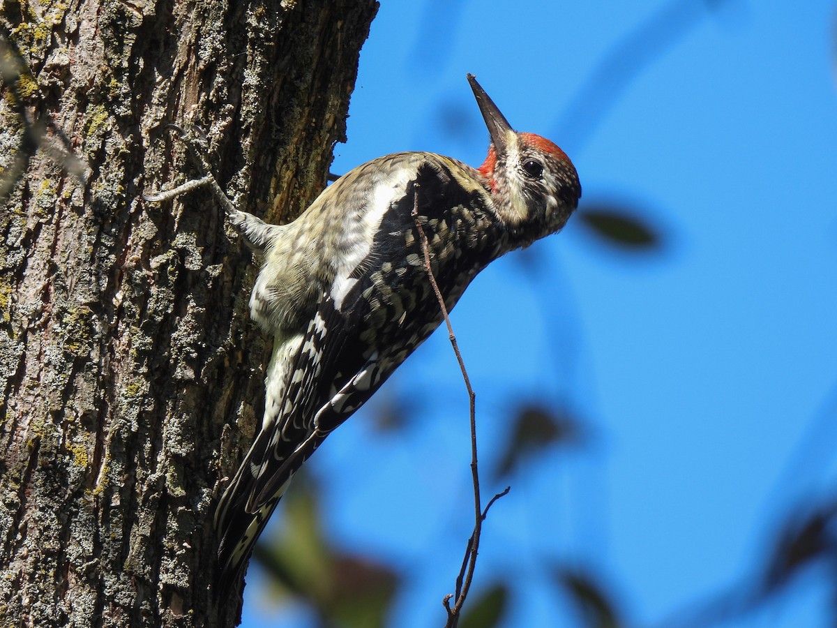 Yellow-bellied Sapsucker - ML643295309