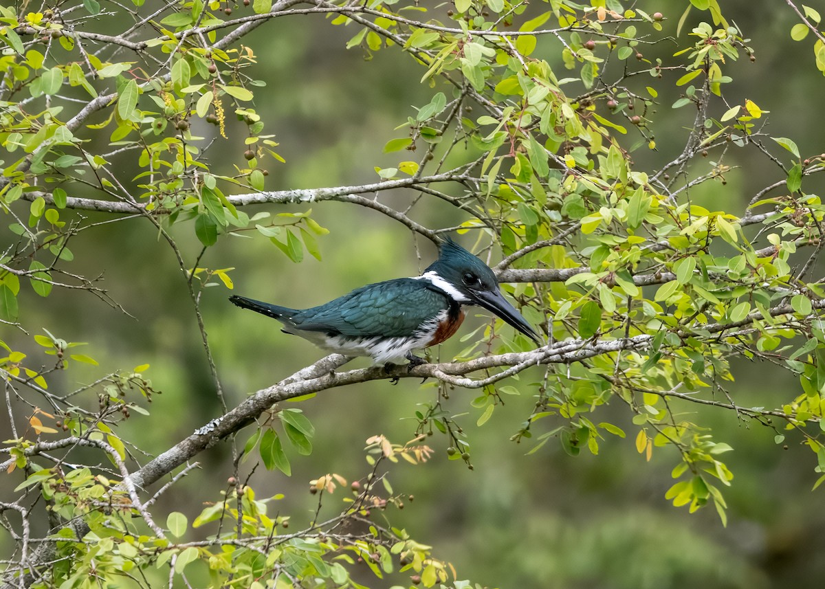 Amazon Kingfisher - ML643295316