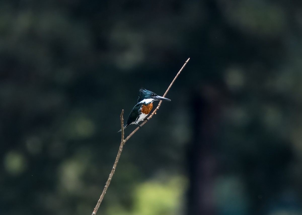 Amazon Kingfisher - ML643295317