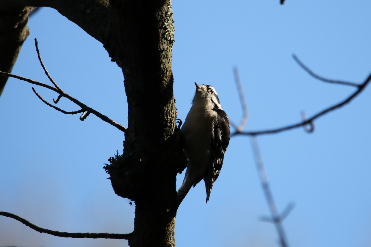 Downy Woodpecker - ML643295318