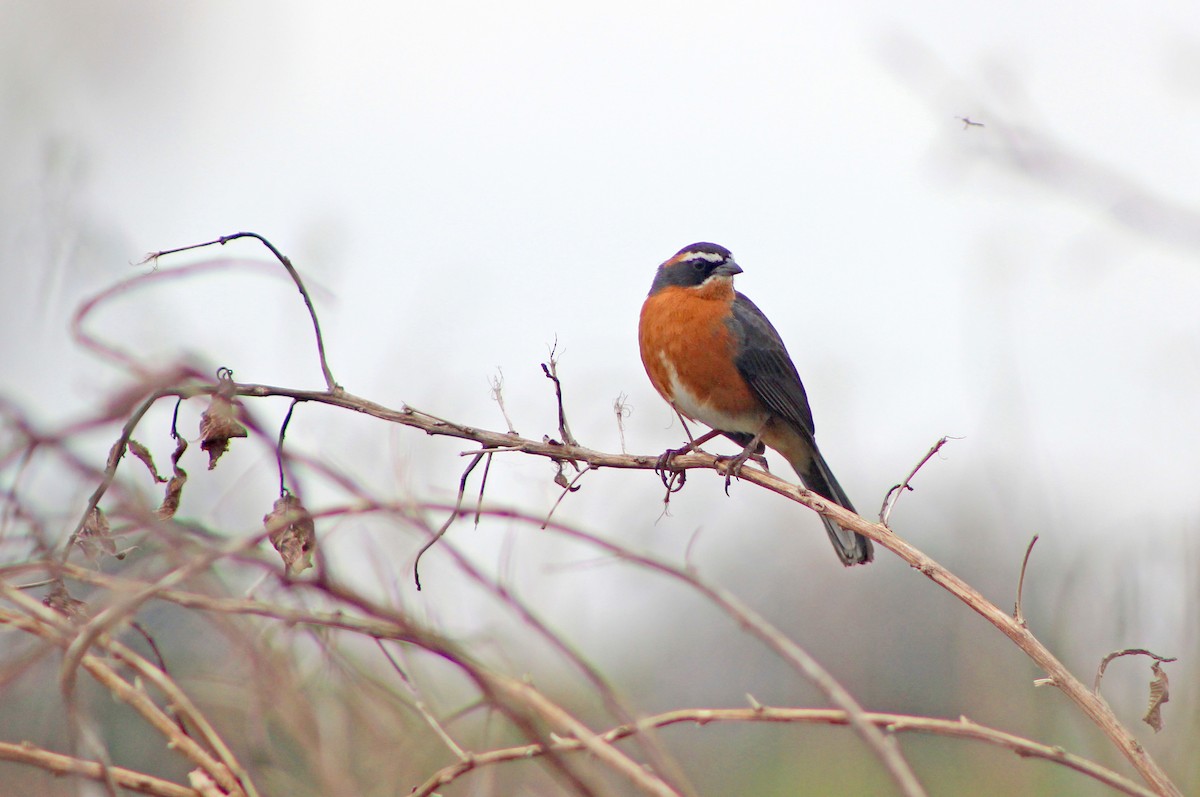 Black-and-rufous Warbling Finch - ML643295321
