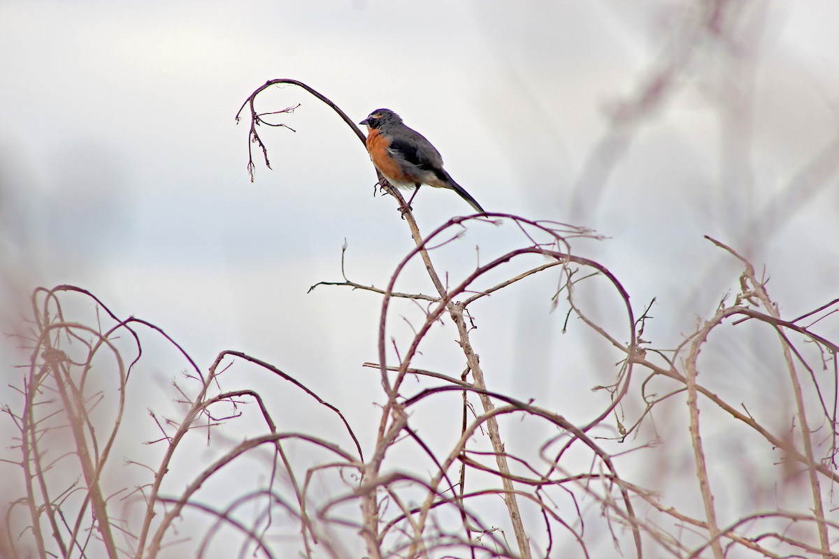 Black-and-rufous Warbling Finch - ML643295323