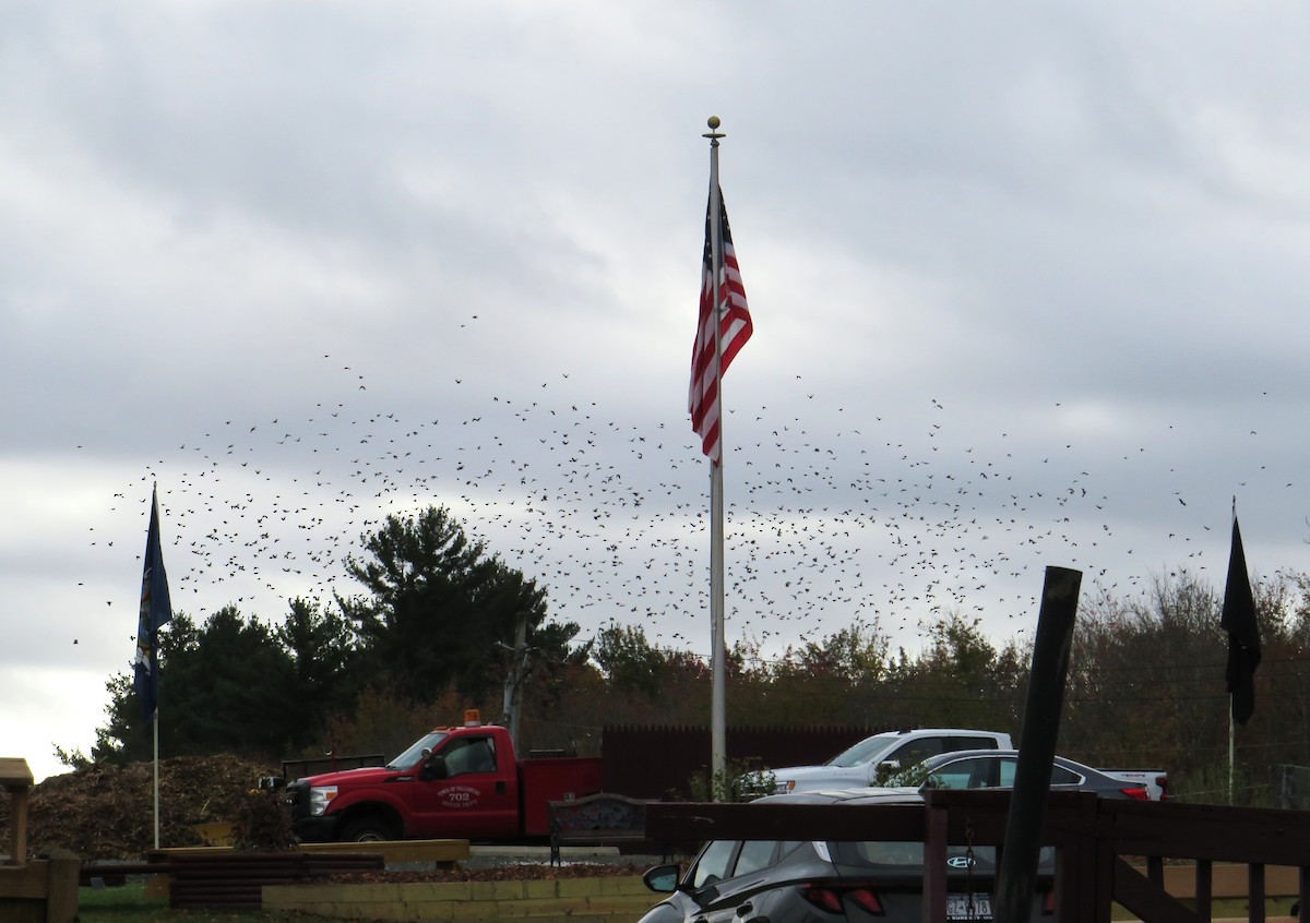 Common Grackle - ML643295324