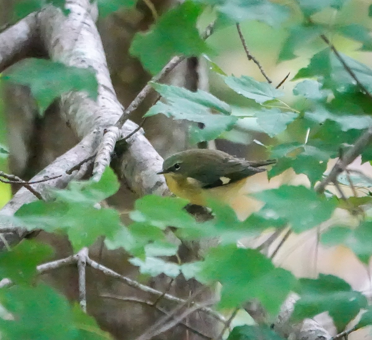 Black-throated Blue Warbler - ML643295326