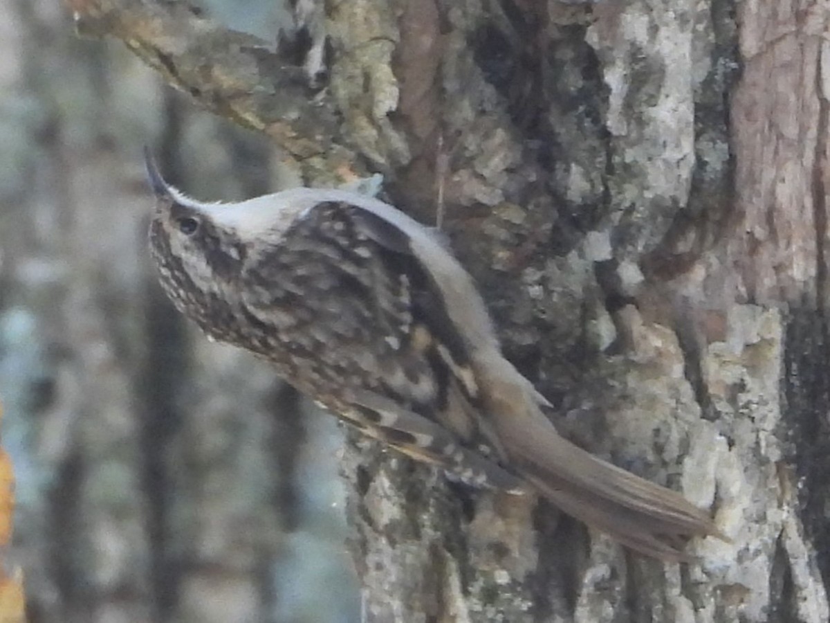 Brown Creeper - ML643295327