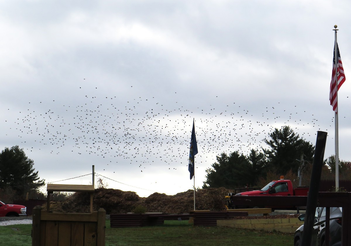 Common Grackle - ML643295328
