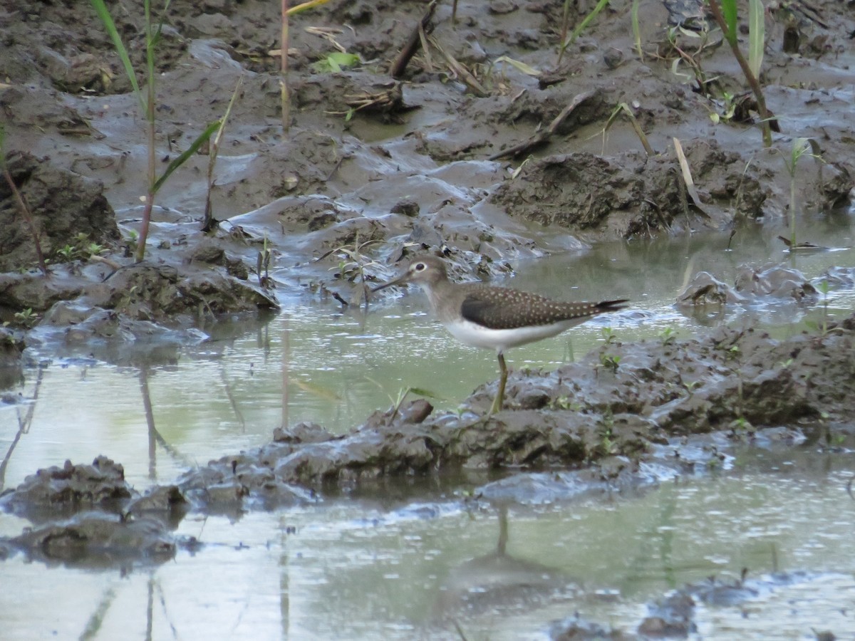 Solitary Sandpiper - ML643295329