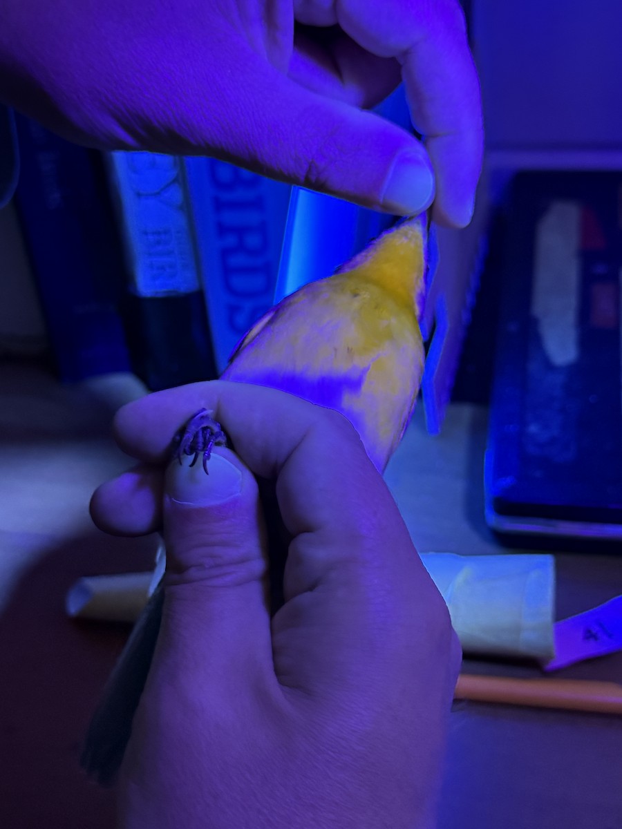 Yellow-breasted Chat - ML643295330
