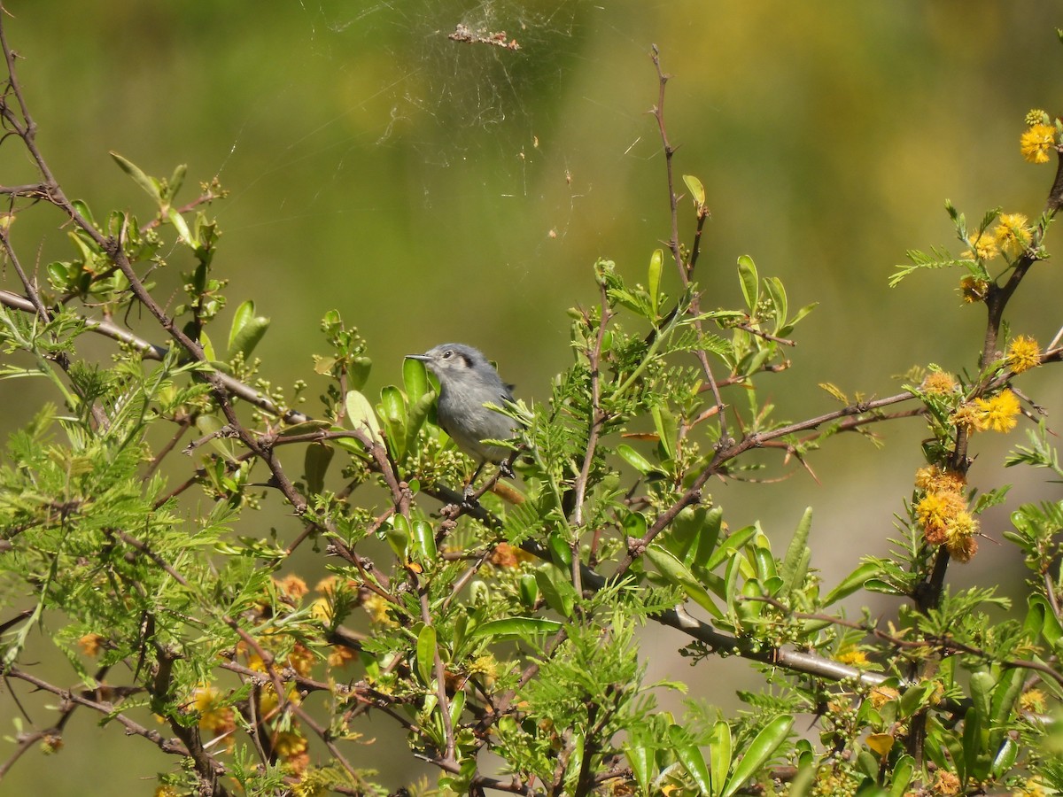 Masked Gnatcatcher - ML643295332