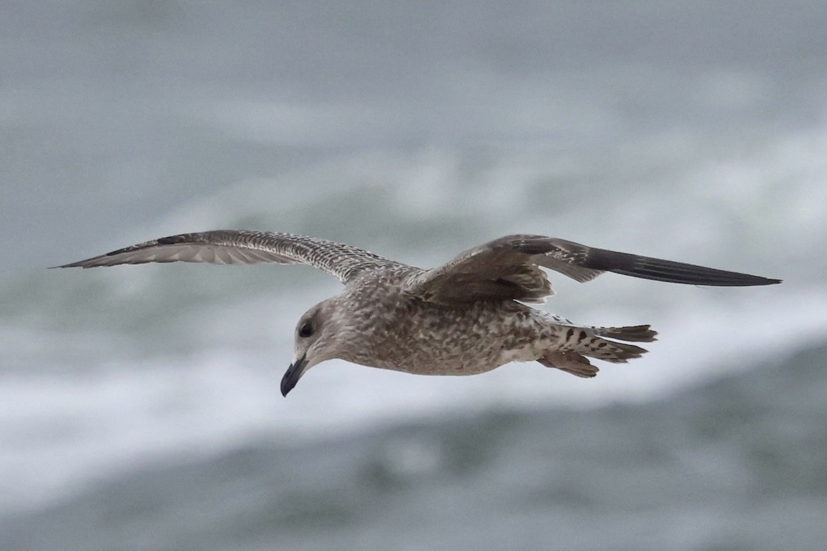 Lesser Black-backed Gull - ML643295335
