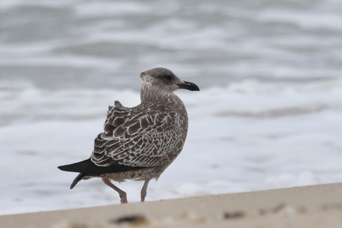 Lesser Black-backed Gull - ML643295336