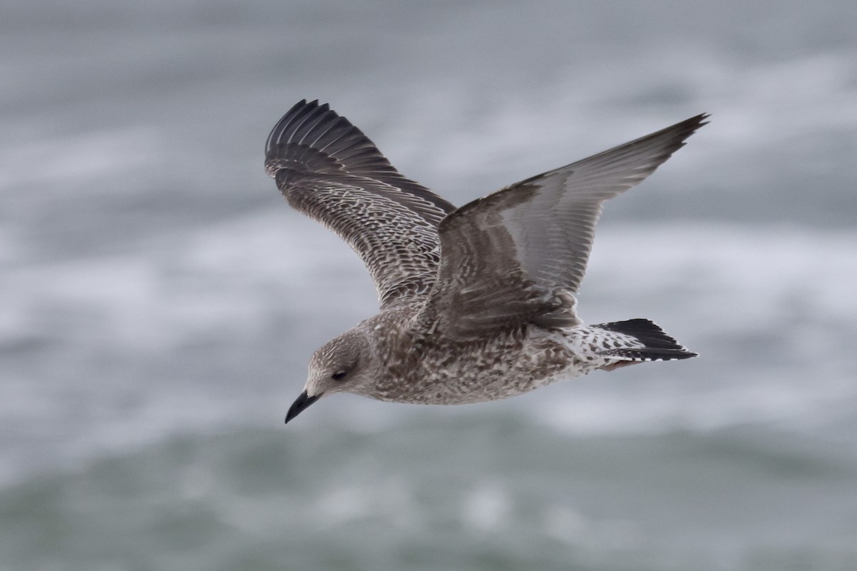 Lesser Black-backed Gull - ML643295337