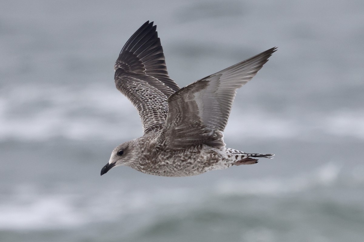 Lesser Black-backed Gull - ML643295339