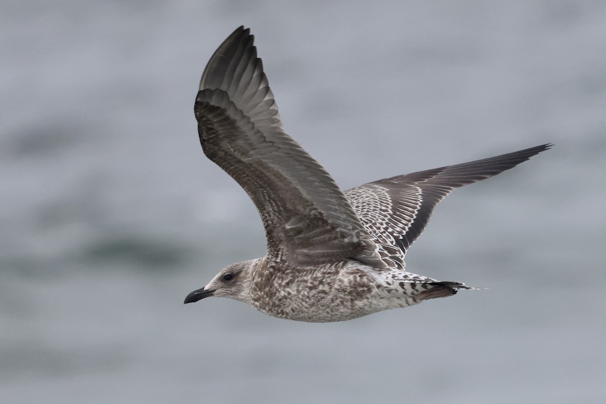 Lesser Black-backed Gull - ML643295340