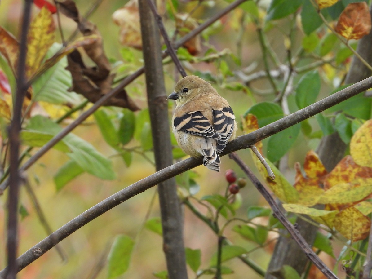American Goldfinch - ML643295342