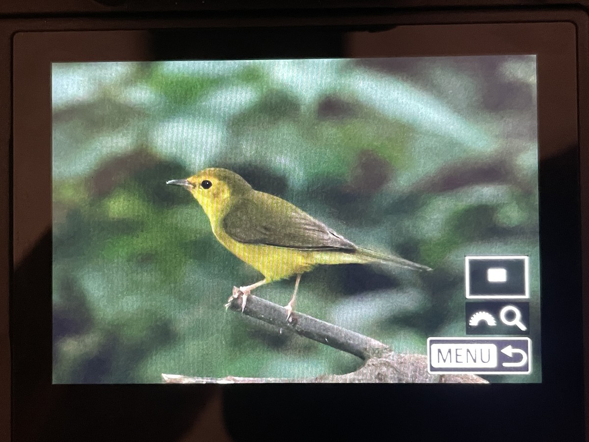 Hooded Warbler - ML643295343