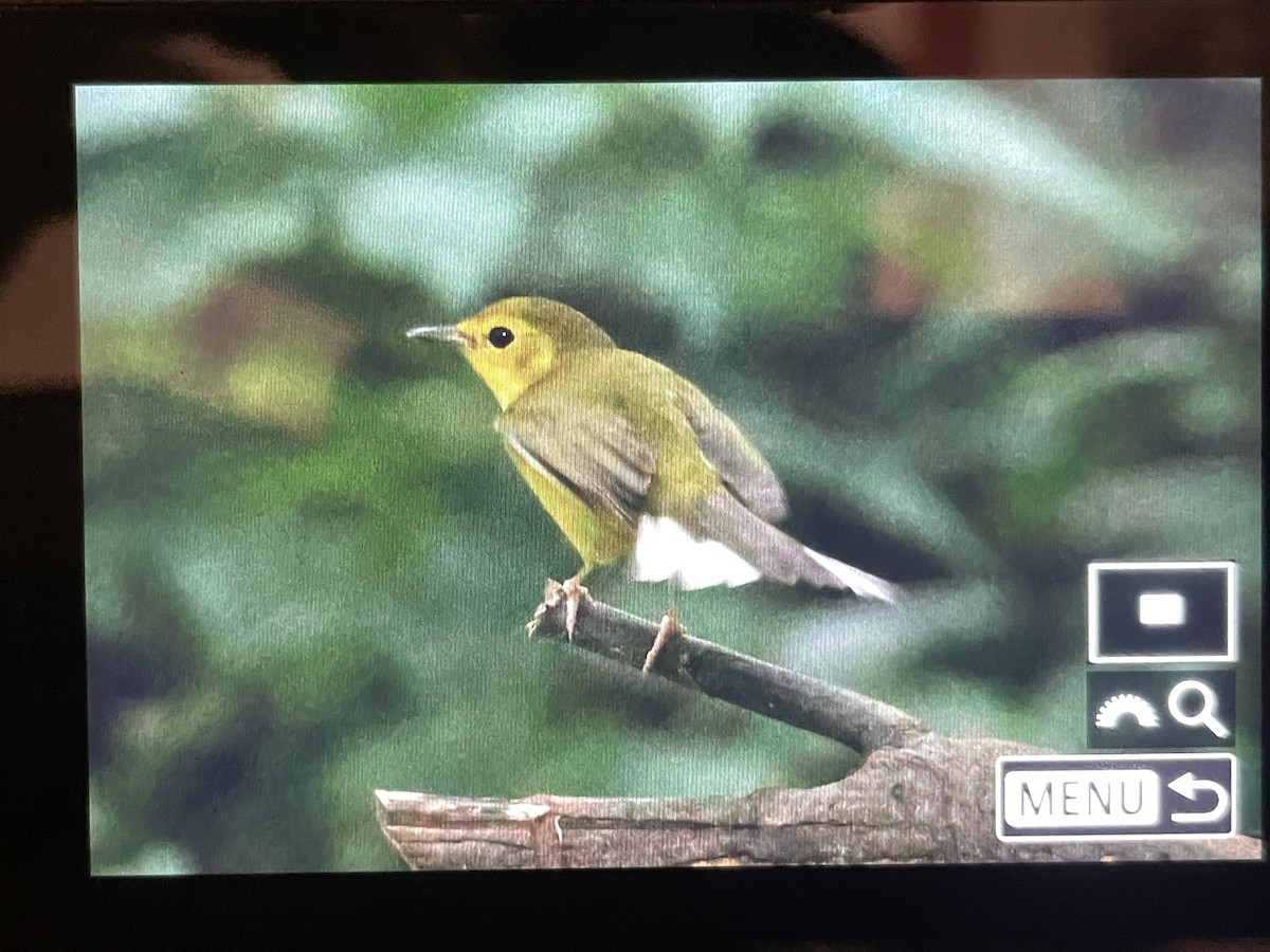Hooded Warbler - ML643295344
