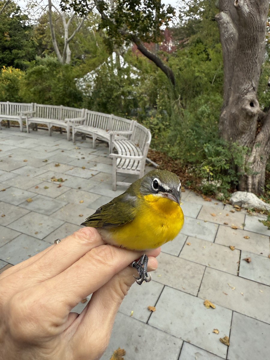 Yellow-breasted Chat - ML643295348