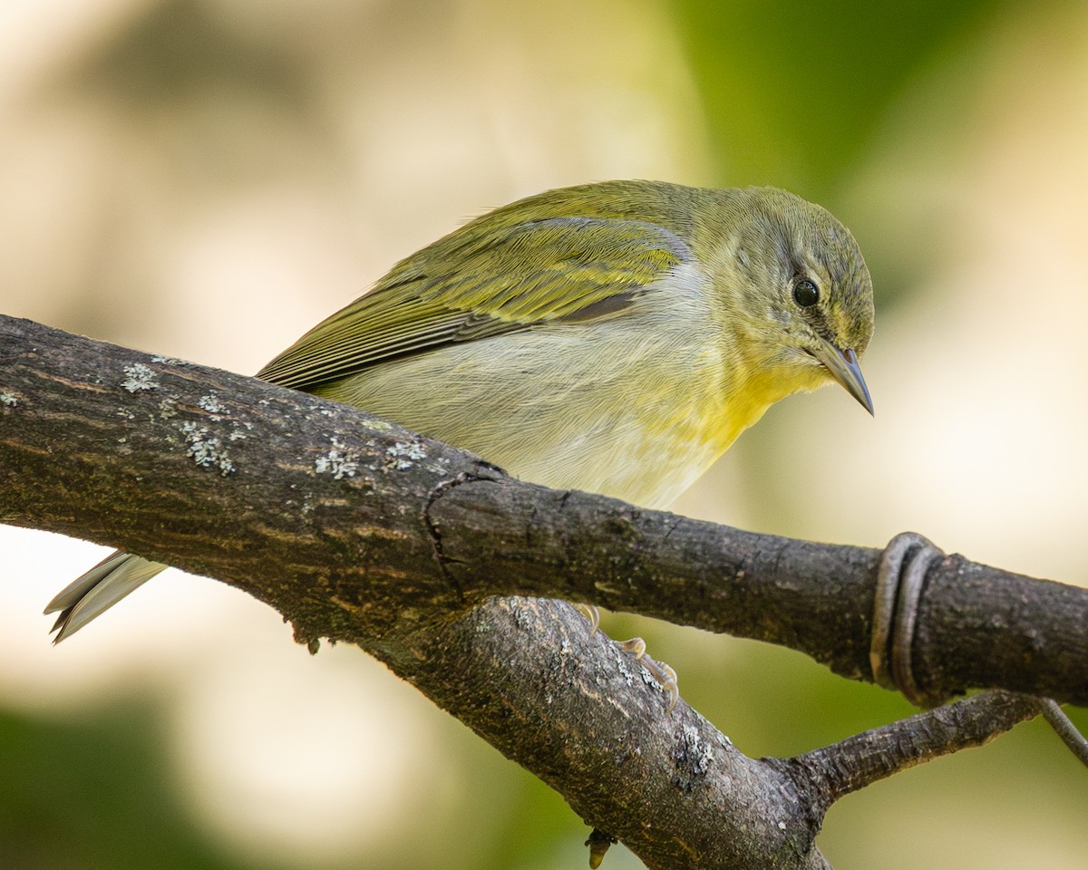 Tennessee Warbler - ML643295349