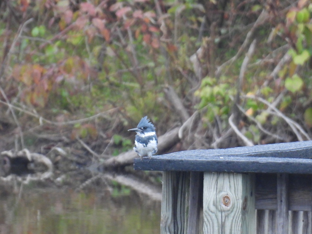 Belted Kingfisher - ML643295353