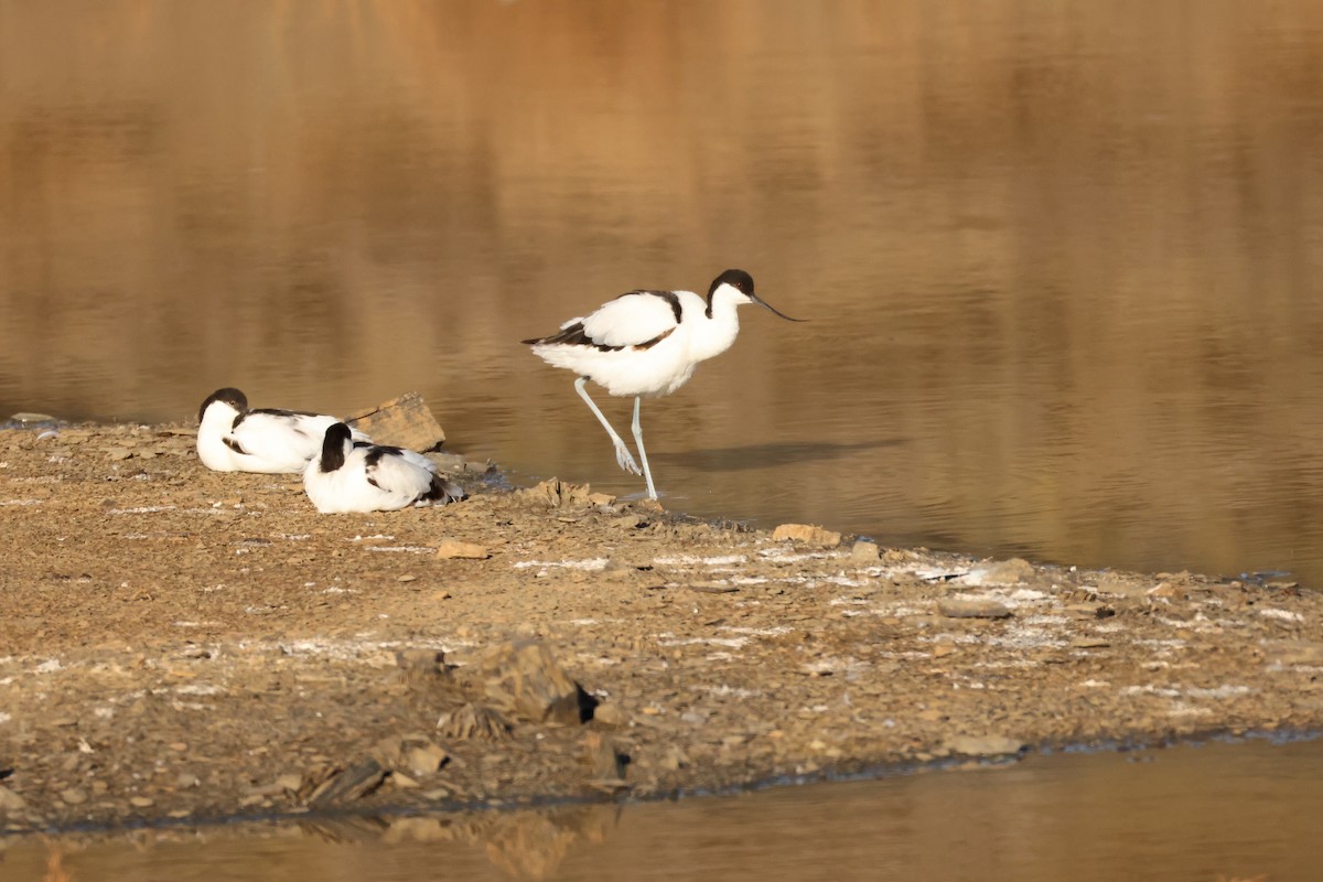 Pied Avocet - ML643295387
