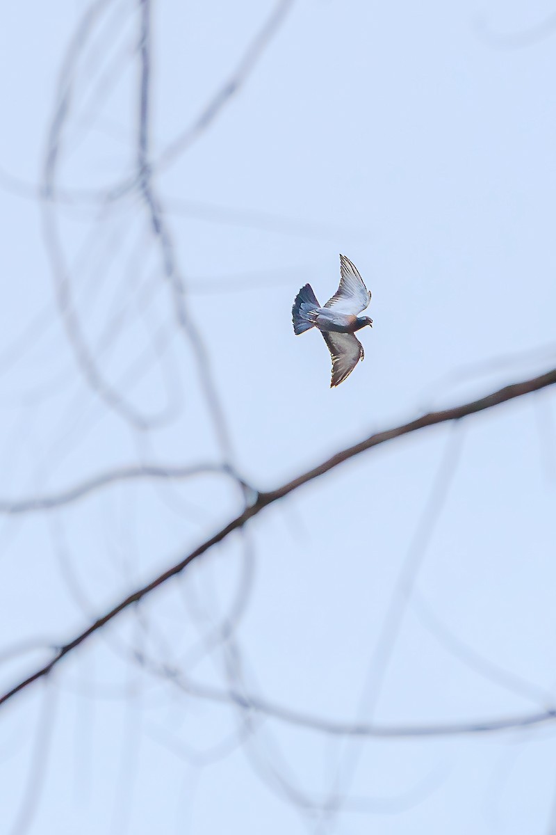 Rock Pigeon (Feral Pigeon) - ML643295389