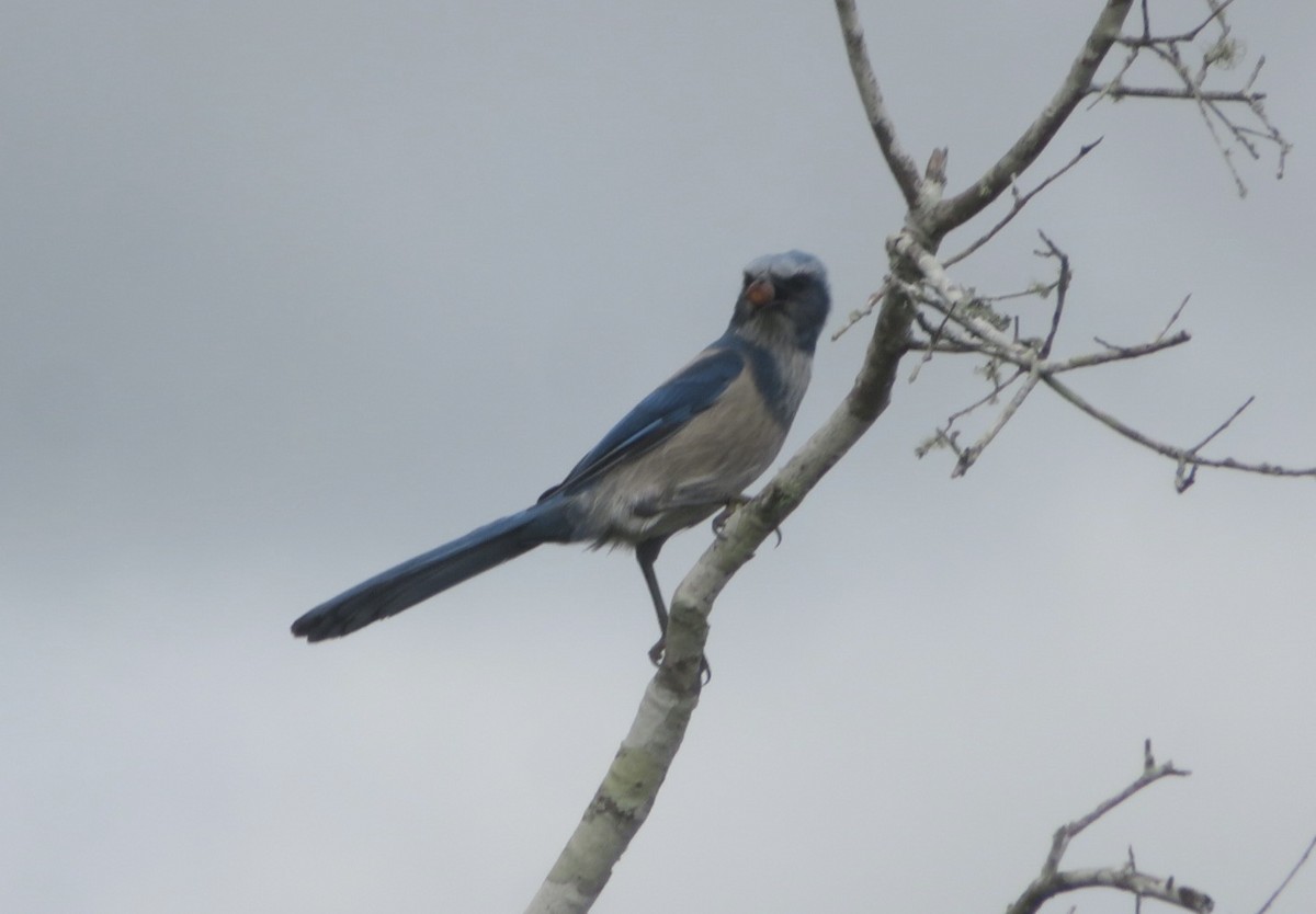 Florida Scrub-Jay - ML643295390