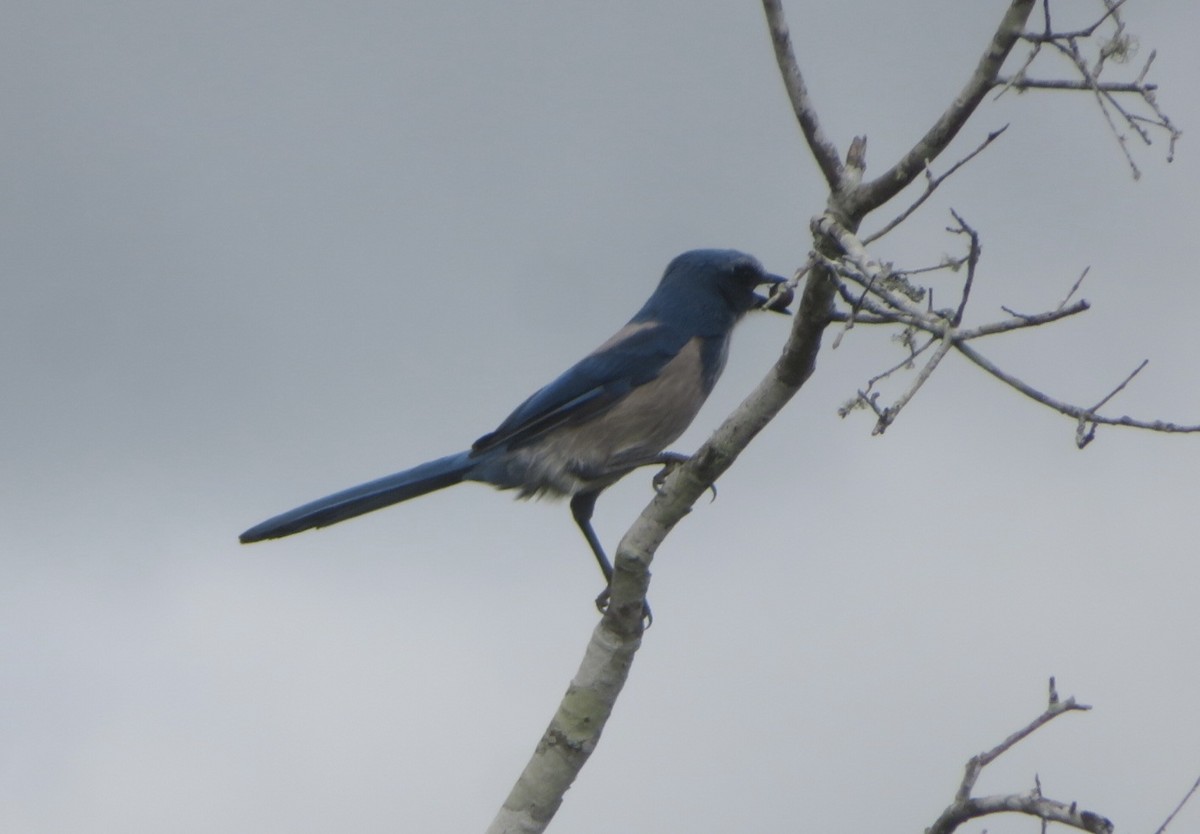 Florida Scrub-Jay - ML643295391