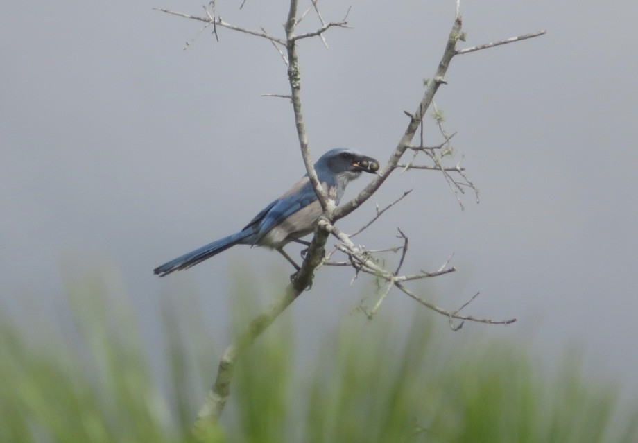 Florida Scrub-Jay - ML643295392