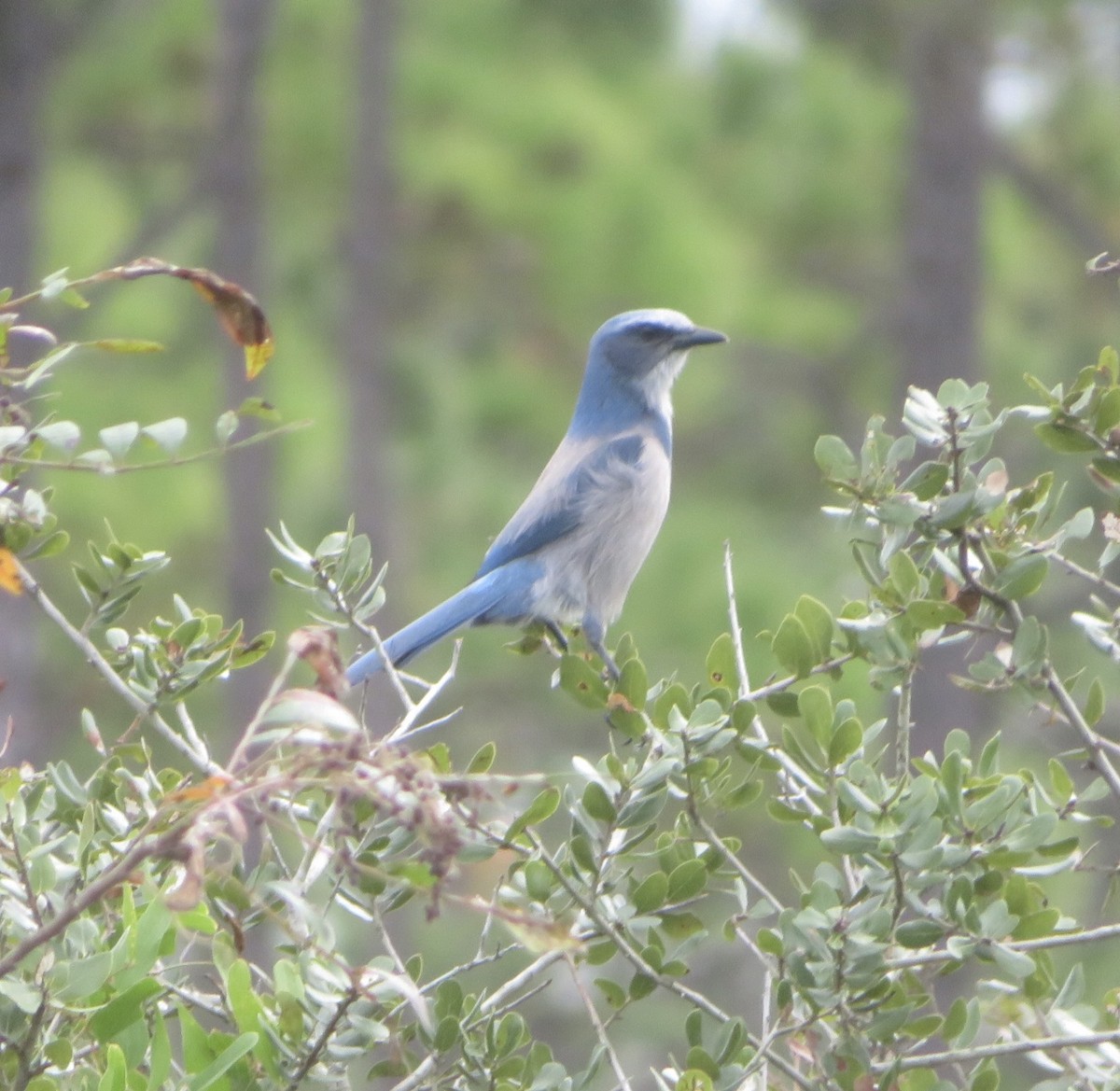 Florida Scrub-Jay - ML643295393