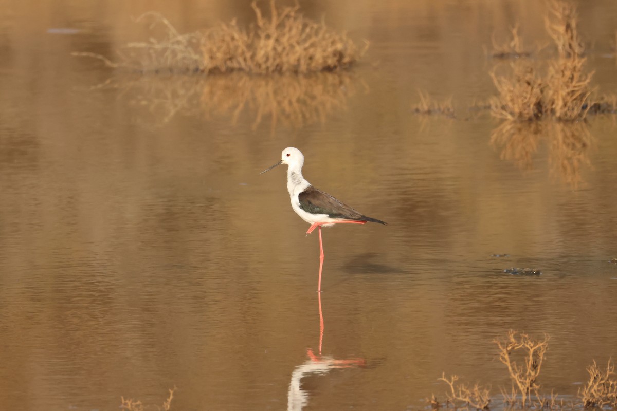 Black-winged Stilt - ML643295394
