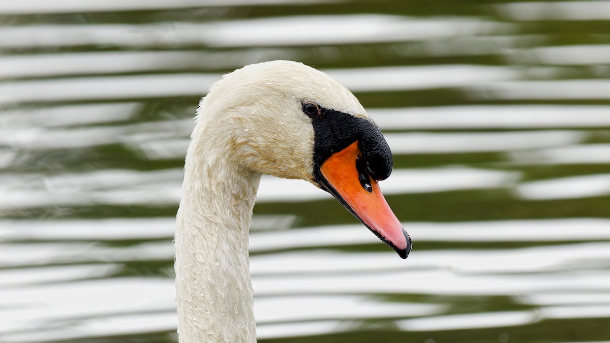 Cygne tuberculé - ML643295402
