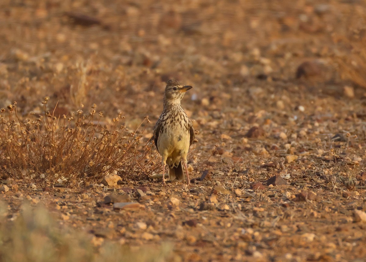 Large-billed Lark - ML643295404