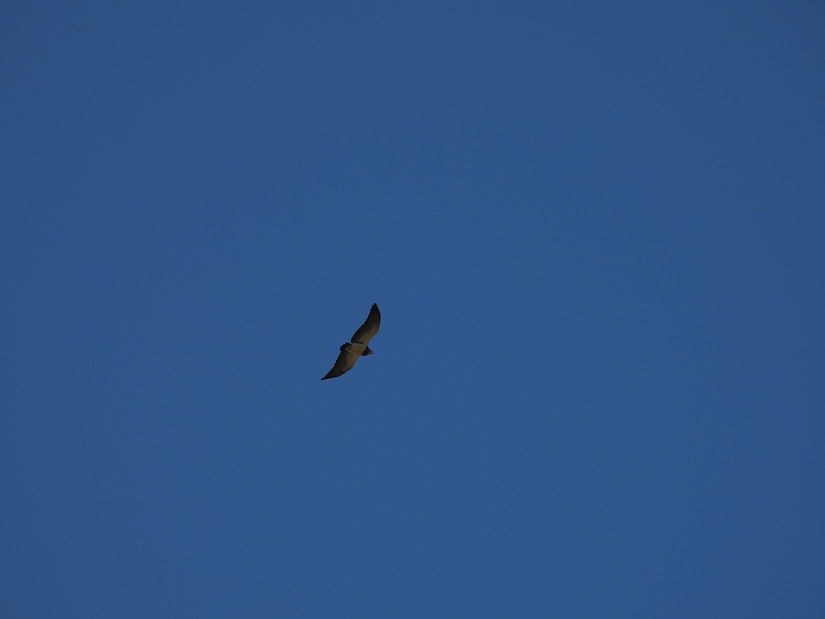 Black-chested Buzzard-Eagle - ML643295413