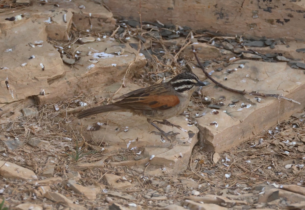 Cape Bunting - ML643295414