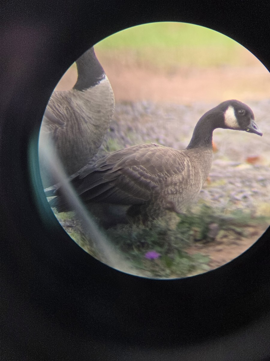 Cackling Goose - ML643295422