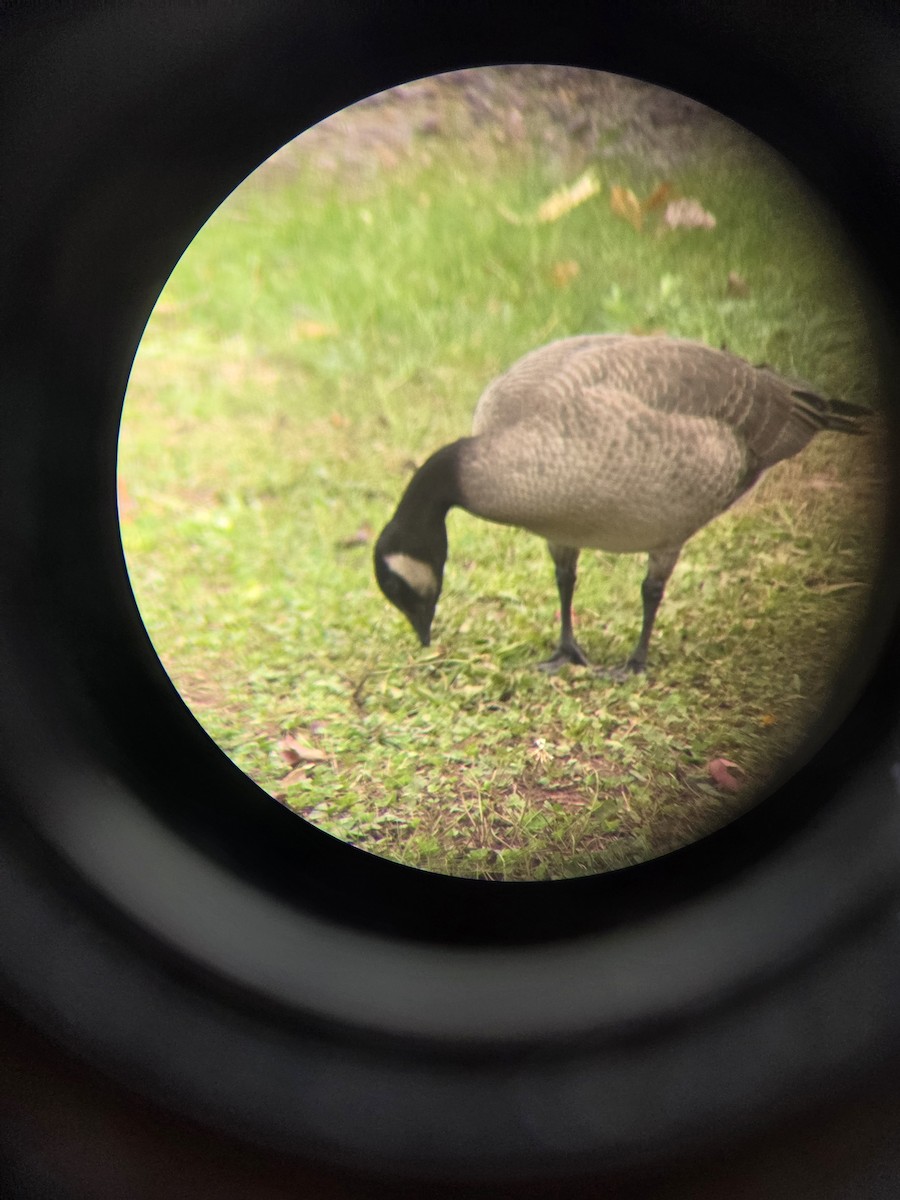 Cackling Goose - ML643295423