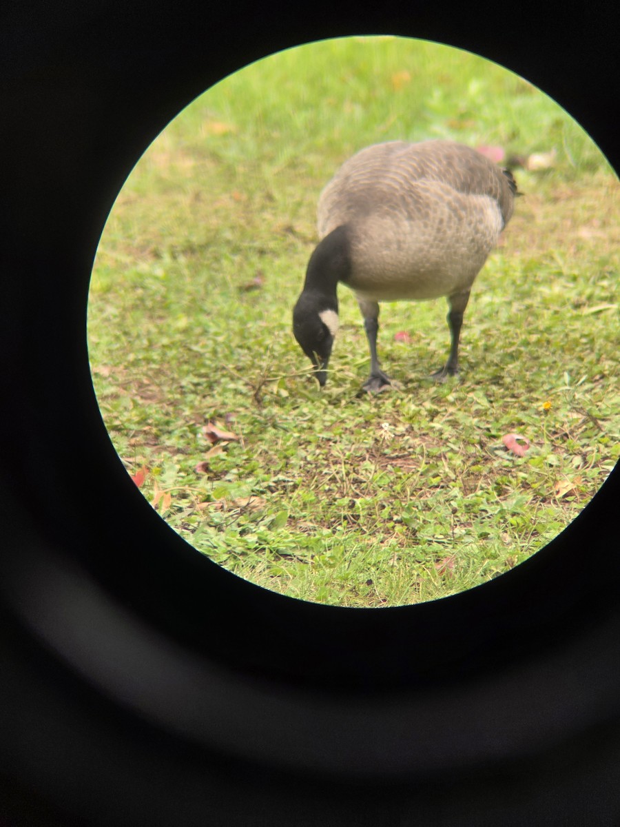 Cackling Goose - ML643295424