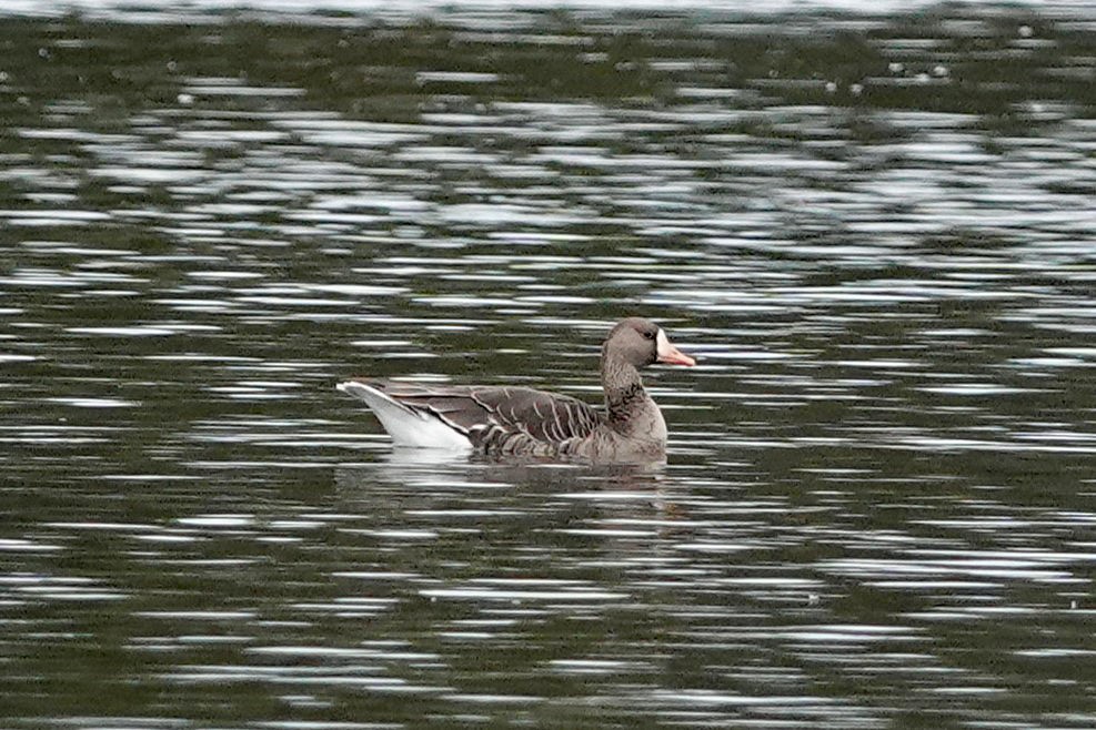 Oca lombardella - ML643295431