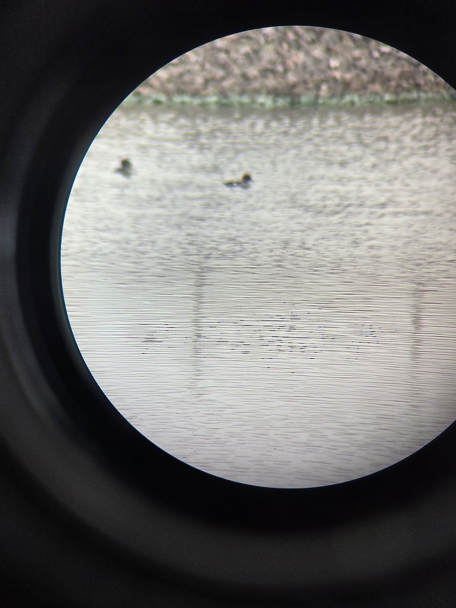 Common Goldeneye - ML643295445