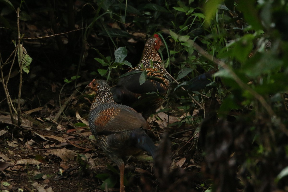 Gray Junglefowl - ML643295448