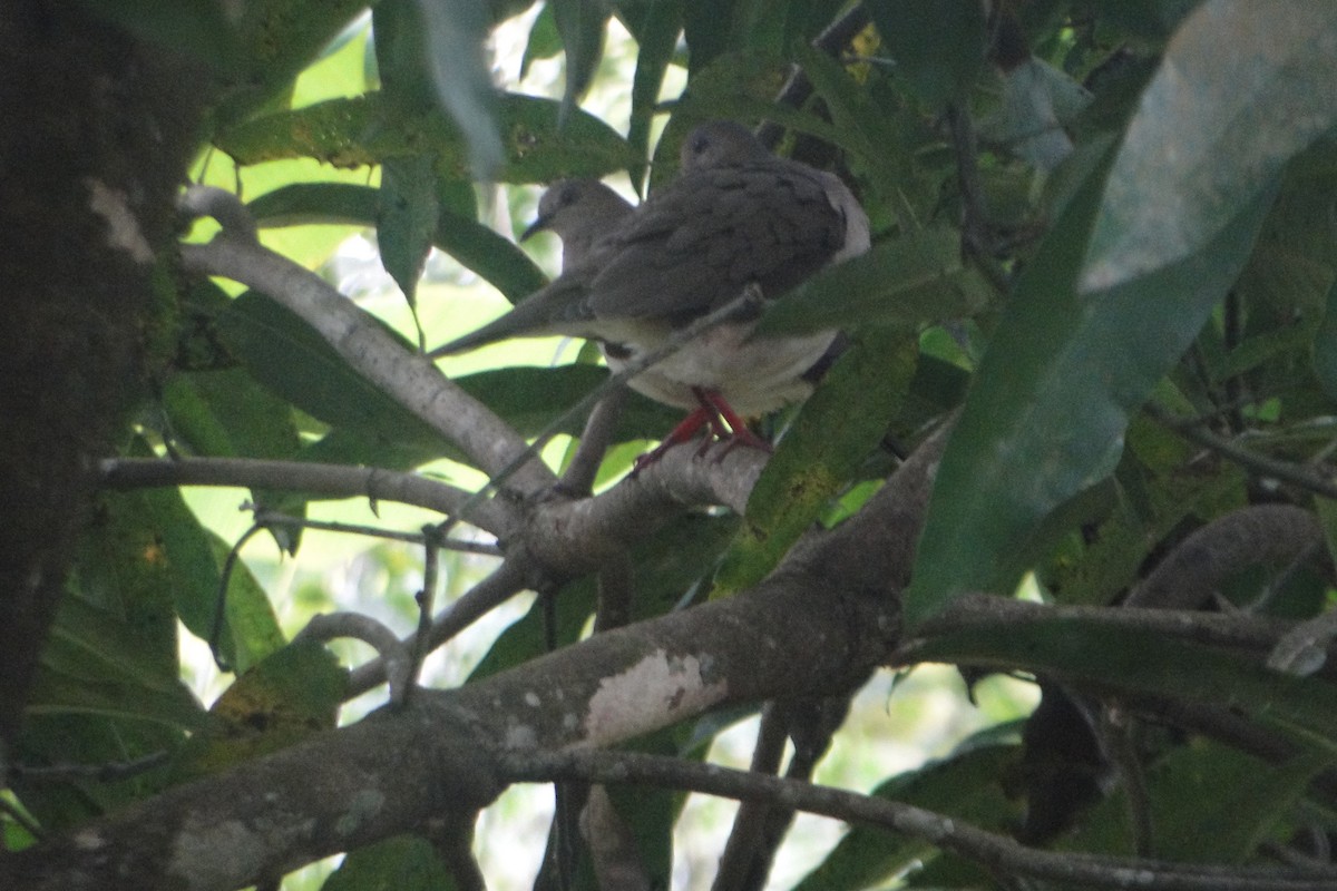 White-tipped Dove - ML643295451