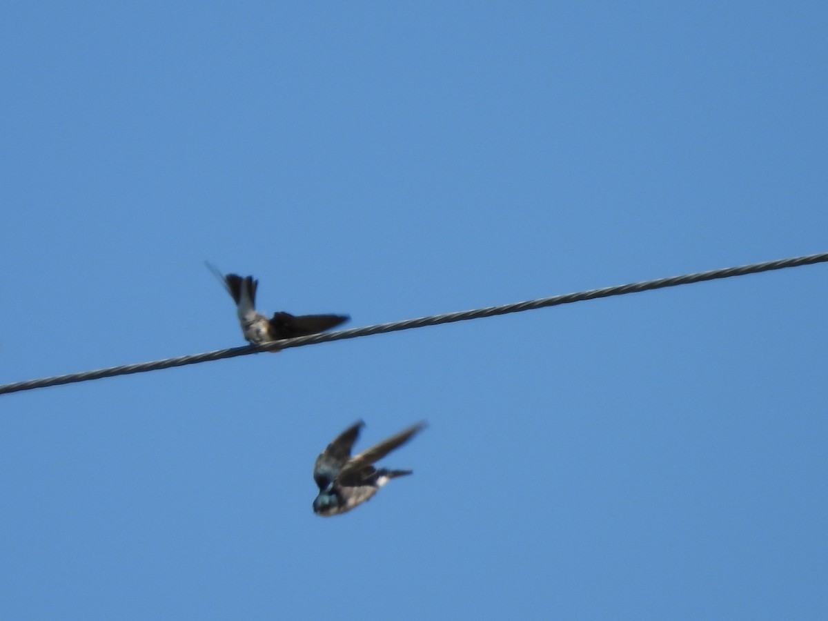 Tree Swallow - ML643295465