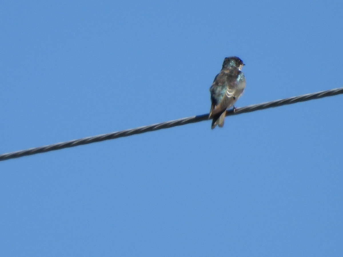 Tree Swallow - ML643295466