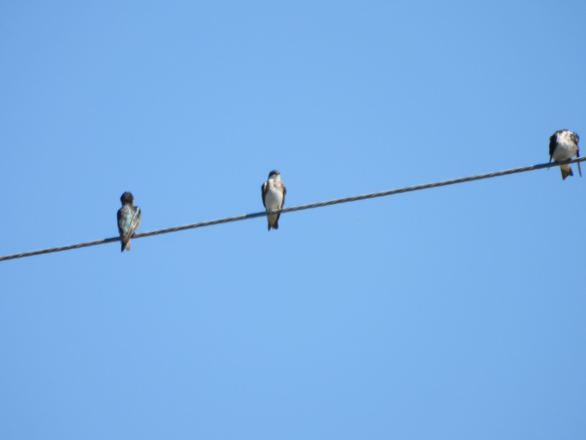 Tree Swallow - ML643295467