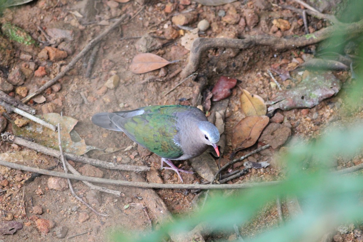 Asian Emerald Dove - ML643295469