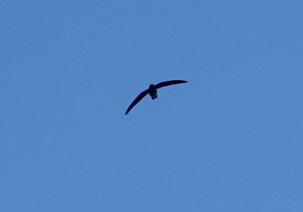 ヒメアマツバメ - ML643295477