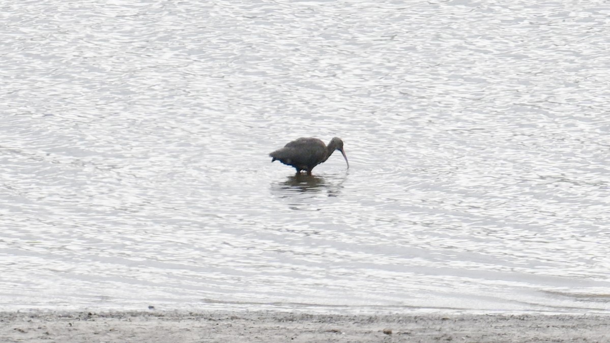 Puna Ibis - ML643295478