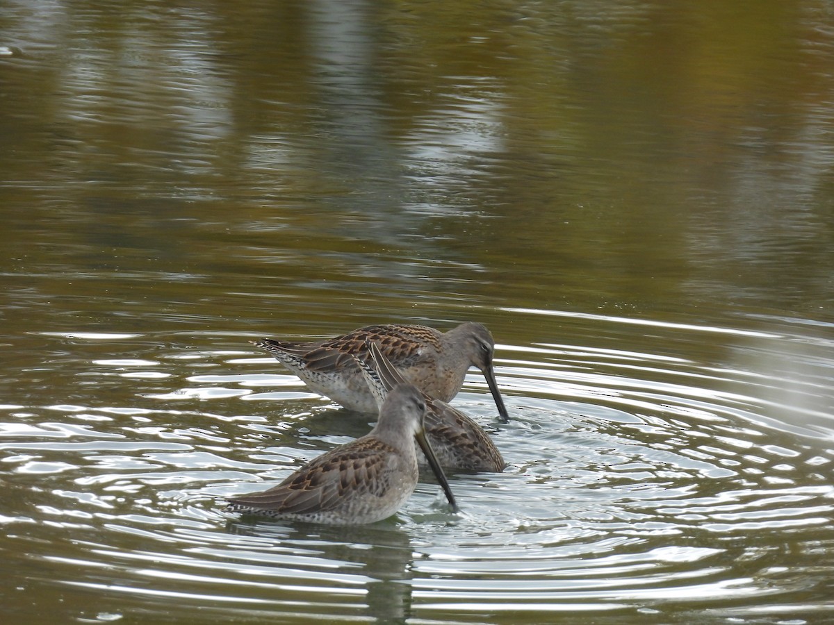 Long-billed Dowitcher - ML643295484