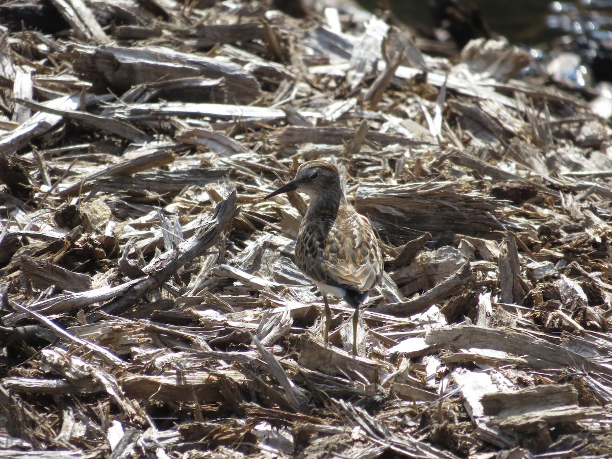 Least Sandpiper - ML643295486